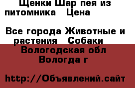 Щенки Шар пея из питомника › Цена ­ 25 000 - Все города Животные и растения » Собаки   . Вологодская обл.,Вологда г.